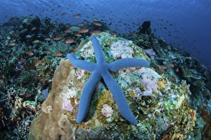 A blue starfish clings to a coral reef in Indonesia A blue starfish clings to a coral reef in Indonesia