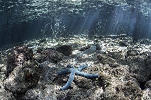 A blue starfish lies on the seafloor near a mangrove forest A blue starfish lies on the seafloor near a mangrove forest