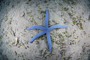 A blue starfish on the sandy seafloor near Alor, Indonesia A blue starfish on the sandy seafloor near Alor, Indonesia