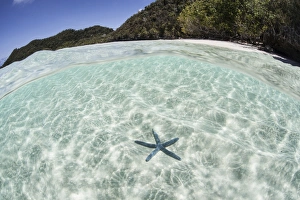 A blue starfish on the seafloor of Raja Ampat, Indonesia A blue starfish on the seafloor of Raja Ampat, Indonesia
