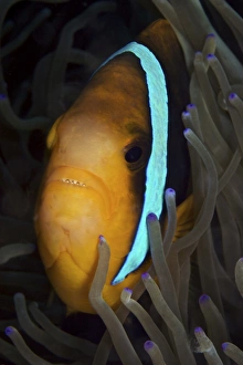 Bluestripe Clownfish in its host anemone, Papua New Guinea Bluestripe Clownfish in its host anemone, Papua New Guinea