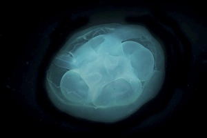 Bluish white transluscent jellyfish against black background Bluish white transluscent jellyfish against black background