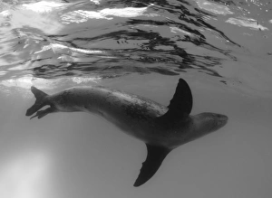 Full side body view of a leopard seal, Astrolabe Island, Antarctica Full side body view of a leopard seal, Astrolabe Island, Antarctica