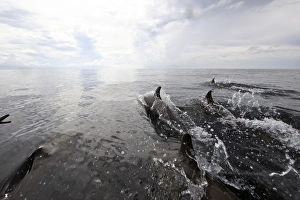 Bottle nose dolphins breach the surface, Papua New Guinea Bottle nose dolphins breach the surface, Papua New Guinea