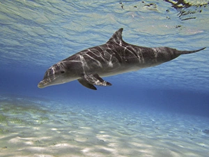 A bottlenose dolphin swimming the Barrier Reef, Grand Cayman A bottlenose dolphin swimming the Barrier Reef, Grand Cayman
