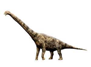 Brachiosaurus Dinosaur Print