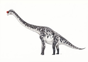 Brachiosaurus Side View Print