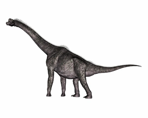 Digitally Generated Artwork Prints: Brachiosaurus dinosaur walking