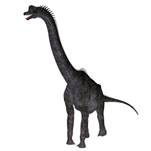 Prehistoric Creature Prints: Brachiosaurus dinosaur, white background