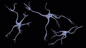 Electron Microscopy Images Prints: Three Brain Nerve Cells
