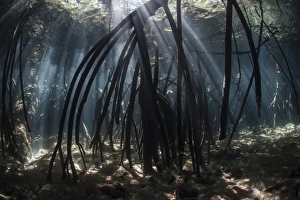 Bright beams of sunlight filter among the prop roots of a mangrove forest Bright beams of sunlight filter among the prop roots of a mangrove forest