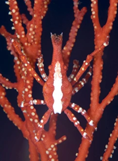 Bright red crab on fan coral, Papua New Guinea Bright red crab on fan coral, Papua New Guinea