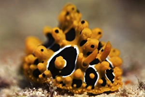 A brightly colored nudibranch feeds on algae, Fiji A brightly colored nudibranch feeds on algae, Fiji