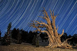 A bristlecone pine tree sits against a path of star tails, California A bristlecone pine tree sits against a path of star tails, California
