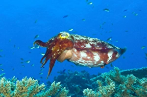 A broadclub cuttlefish, Kimbe Bay, Papua New Guinea A broadclub cuttlefish, Kimbe Bay, Papua New Guinea