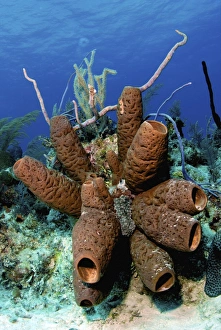 Brown tube sponge cluster, Nassau, The Bahamas Brown tube sponge cluster, Nassau, The Bahamas