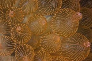 A bulbed anemone grows on a reef in Komodo National Park, Indonesia A bulbed anemone grows on a reef in Komodo National Park, Indonesia