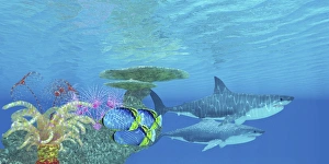 Butterflyfish swim toward the shelter of a reef to hide from two Great White Sharks Butterflyfish swim toward the shelter of a reef to hide from two Great White Sharks