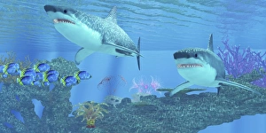 Butterflyfish swimming away from two Great White Sharks Butterflyfish swimming away from two Great White Sharks