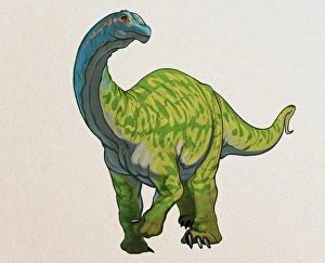 Prehistoric Wildlife Art Prints: Camarasaurus dinosaur