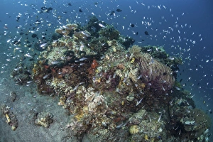 Cardinalfish surround a beautiful coral bommie in Alor, Indonesia Cardinalfish surround a beautiful coral bommie in Alor, Indonesia