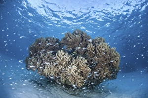Cardinalfish surround a coral bommie in a shallow lagoon Cardinalfish surround a coral bommie in a shallow lagoon