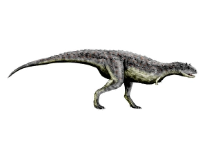 Cretaceous Era Dinosaurs Prints: Carnotaurus dinosaur