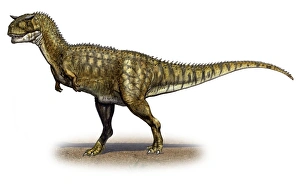 Carnotaurus sastrei, a prehistoric era dinosaur Carnotaurus sastrei, a prehistoric era dinosaur