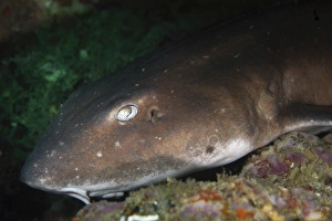 Cat shark sleeping, Pulau Tioman, Pahang, Malaysia Cat shark sleeping, Pulau Tioman, Pahang, Malaysia
