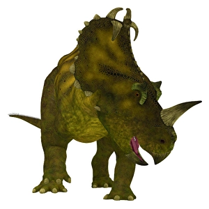 Ceratopsid Dinosaurs Prints: Centrosaurus dinosaur, front view