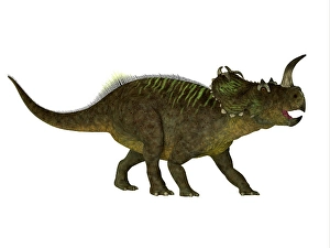 Prehistoric Herbivores Prints: Centrosaurus dinosaur, side view on white background