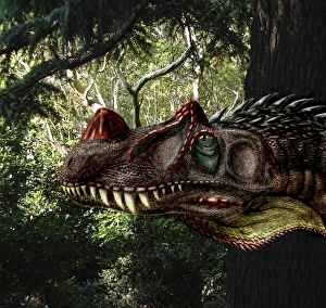 Ceratosaurus magnicornis of the Late Jurassic Period Ceratosaurus magnicornis of the Late Jurassic Period