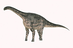 Digitally Generated Artwork Prints: Cetiosaurus dinosaur, side view on white background