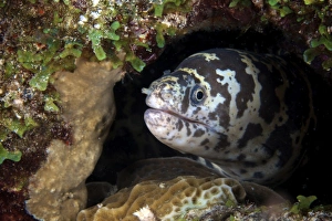 A chain moray eel peers out of its hole, Bonaire, Caribbean Netherlands A chain moray eel peers out of its hole, Bonaire, Caribbean Netherlands