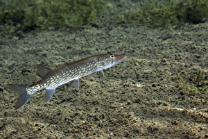A Chain Pickerel wimming the river bottom A Chain Pickerel wimming the river bottom