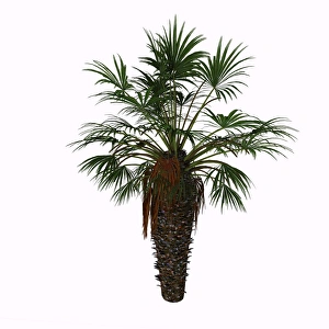 Chamaerops humilis is a shrub-like clumping palm tree Chamaerops humilis is a shrub-like clumping palm tree