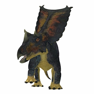 Ceratopsian Dinosaurs Prints: Chasmosaurus dinosaur, front view