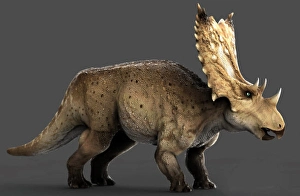 Prehistoric Herbivore Prints: Chasmosaurus dinosaur, side view on gray background