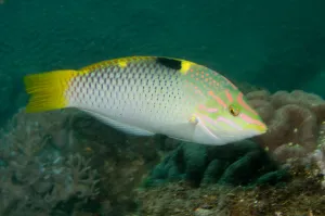 Lembeh Strait Fish Prints: Checkerboard wrasse in intermediate form