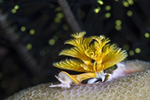 Christmas tree worm in Raja Ampat, Indonesia Christmas tree worm in Raja Ampat, Indonesia