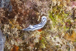 Chromodoris Lochi nudibranch, Beqa Lagoon, Fiji Chromodoris Lochi nudibranch, Beqa Lagoon, Fiji
