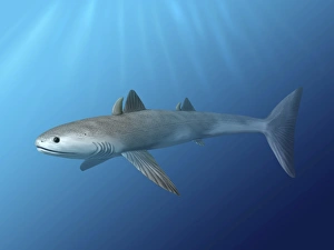 Cladoselache fyleri is an extinct shark from the Late Devonian period Cladoselache fyleri is an extinct shark from the Late Devonian period