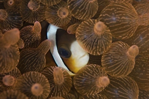 A Clarks anemonefish nuggles into the tentacles of its host anemone A Clarks anemonefish nuggles into the tentacles of its host anemone