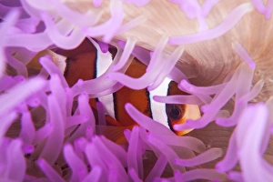 A Clarks anemonefish snuggles amongst its hosts tentacles A Clarks anemonefish snuggles amongst its hosts tentacles