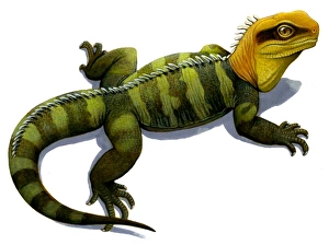 Clevosaurus, a prehistoric reptile similar to the modern tuatara Clevosaurus, a prehistoric reptile similar to the modern tuatara