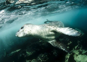 A close encounter with a leopard seal, Astrolabe Island, Antarctica A close encounter with a leopard seal, Astrolabe Island, Antarctica