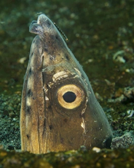 Close-up of a blacksaddle snake eel head, Lembeh Strait, Indonesia