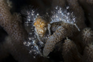 Close-up of a decorator crab covered in living polyps Close-up of a decorator crab covered in living polyps
