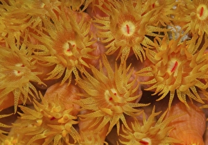 Close-up of orange cup coral in the Caribbean Close-up of orange cup coral in the Caribbean