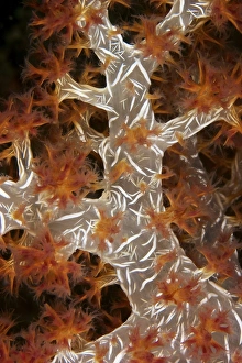 Close-up of soft coral revealing the spicules that give stability to its form, Papua Close-up of soft coral revealing the spicules that give stability to its form, Papua